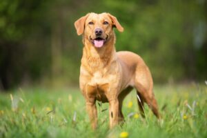 Labrador Retriever