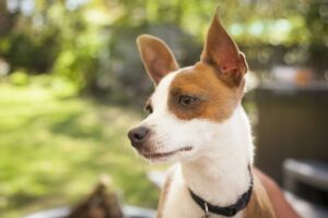 Jack Russell Terrier