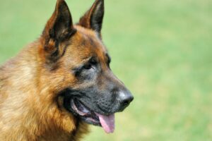Berger allemand