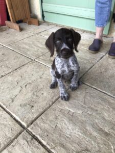 animalerie chien