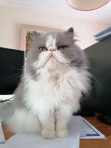 chat sterilise alimentation