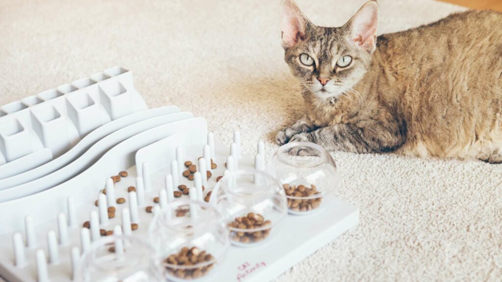 Un jeu d'intelligence pour chat