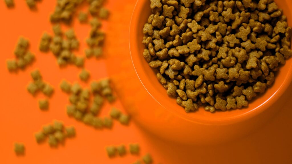 Bol de croquette pour animaux