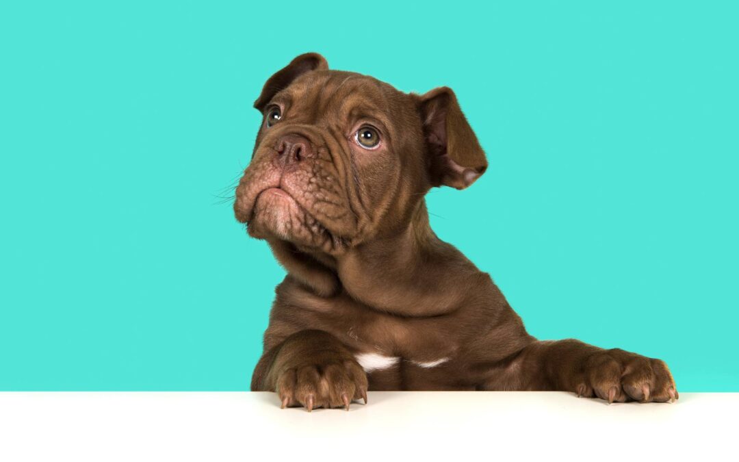 Comment faire pour choisir le petit animal de compagnie idéal