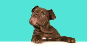 Petit chiot marron