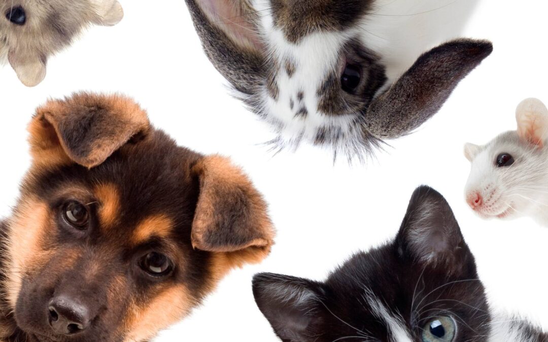 10 conseils pour accueillir un nouvel animal de compagnie chez vous