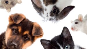 Animaux de compagnie