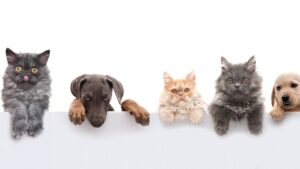 Animaux de compagnie