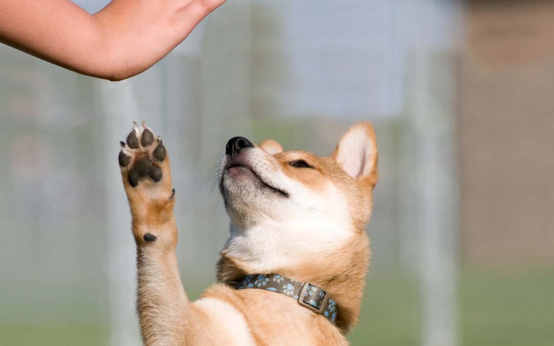 Techniques de dressage de base pour les nouveaux animaux de compagnie