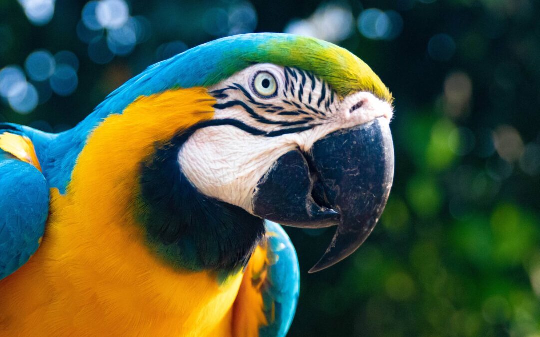 Découverte des animaux exotiques autorisés comme animaux de compagnie