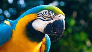 animaux exotique