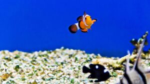 aquarium eau salée