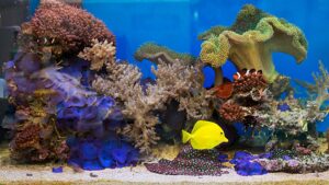 aquarium eau salée
