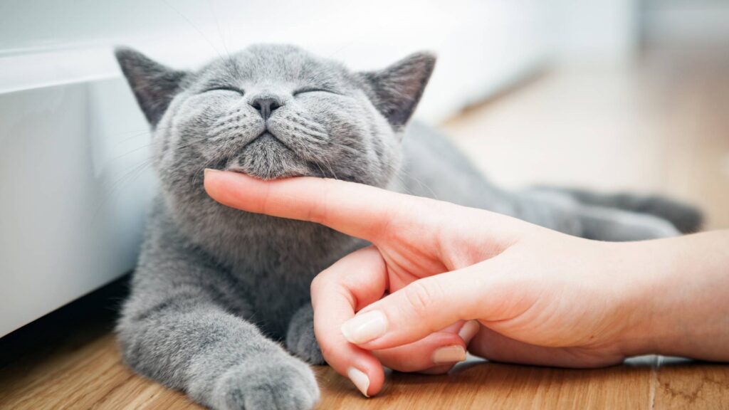 Chat à la maison