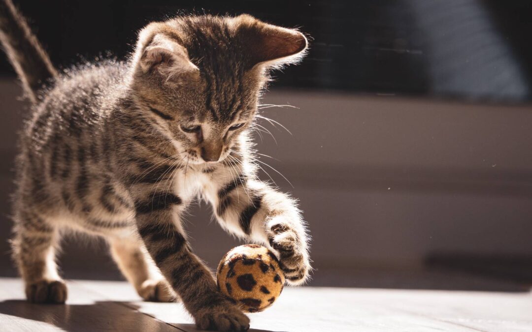 Chaton qui joue à la balle