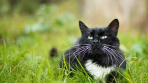 Un chat adulte