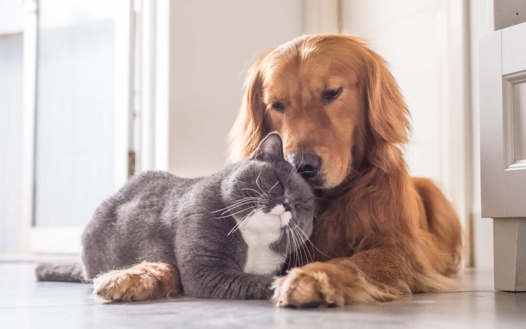 Les avantages de la stérilisation et de la castration chez les chiens et chats