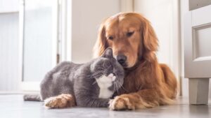 chat et chien