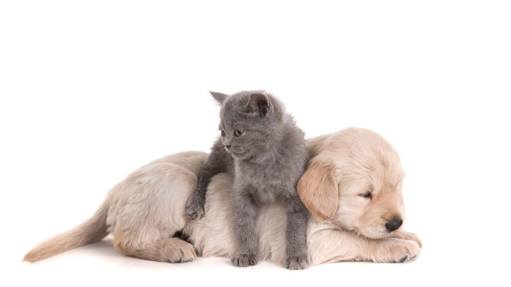 chat et chien