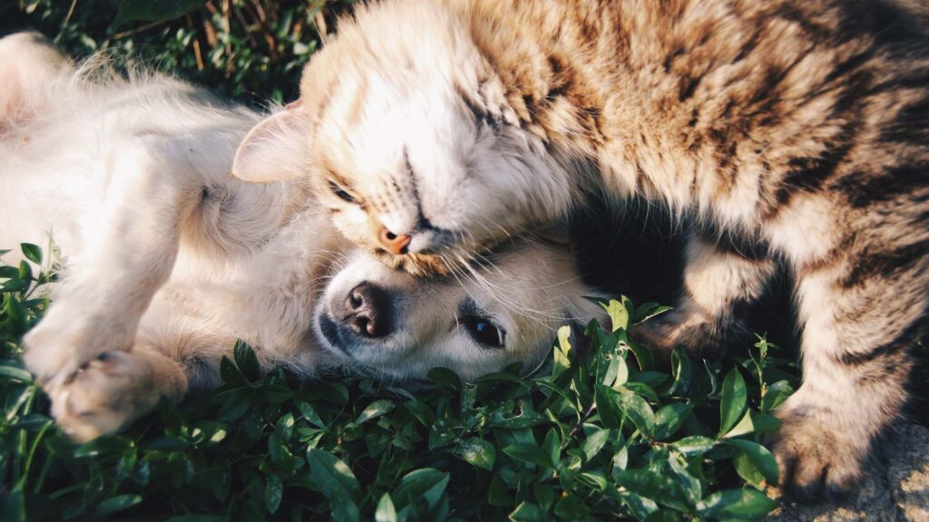 chat et chien