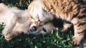 chat et chien