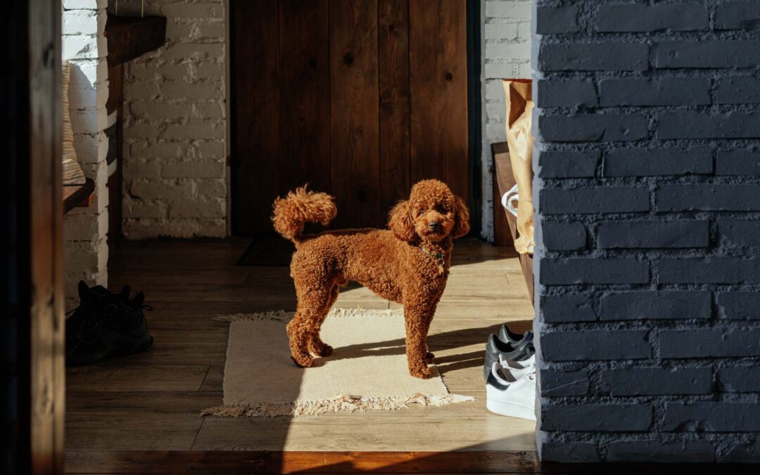 Présentation des races de chiens idéales pour les appartements