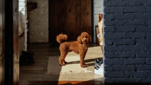 chien en appartement