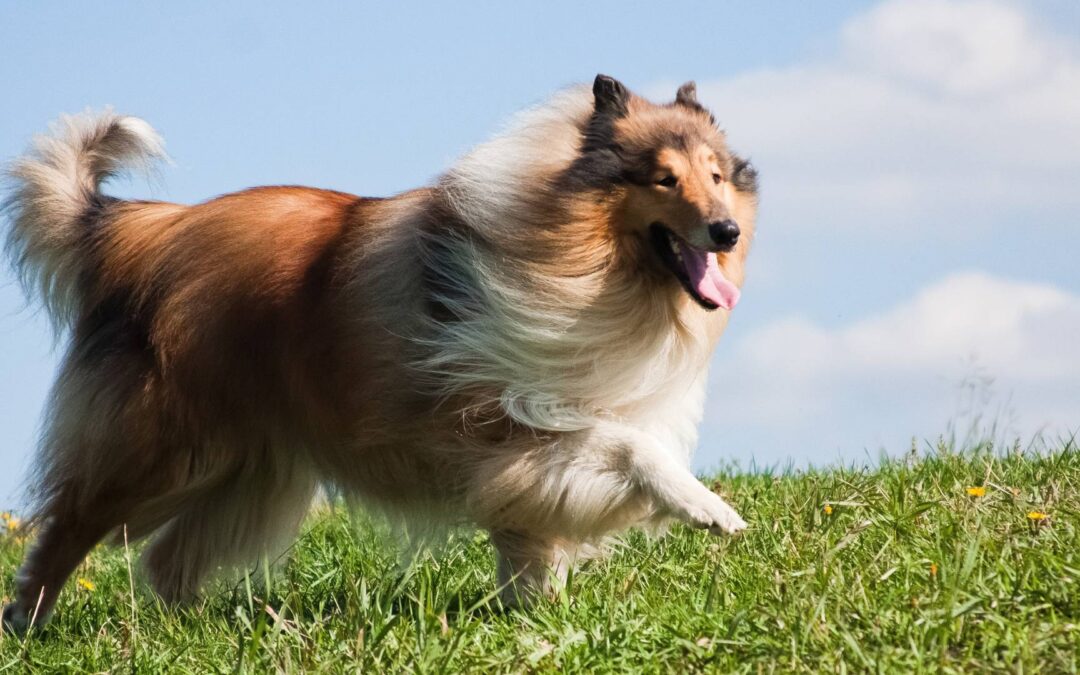 Conseils pour le toilettage des chiens à poil long