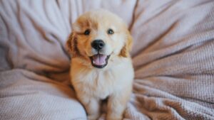 Chiot