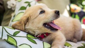 Chiot