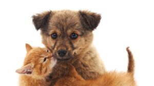 chiot et chaton