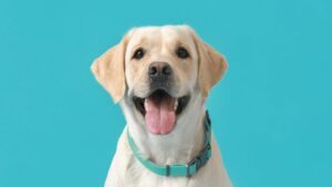 Chien avec un collier