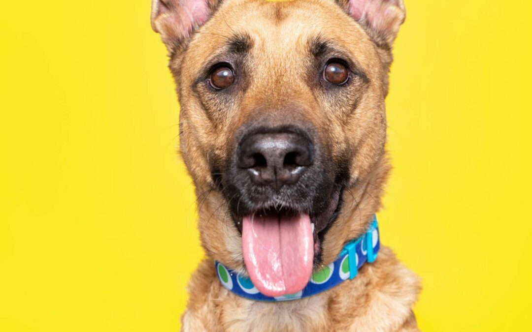 Les meilleurs colliers GPS pour chiens et chats