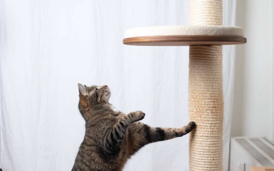 griffoir chat