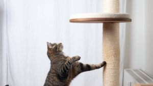 griffoir chat