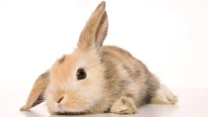 lapin