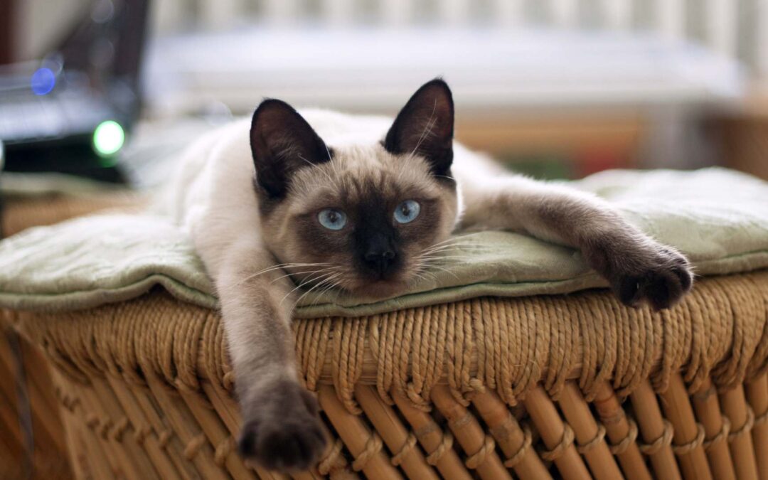 Les principales maladies chez les races de chats et comment les prévenir