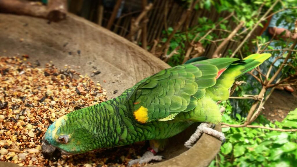 oiseau domestique