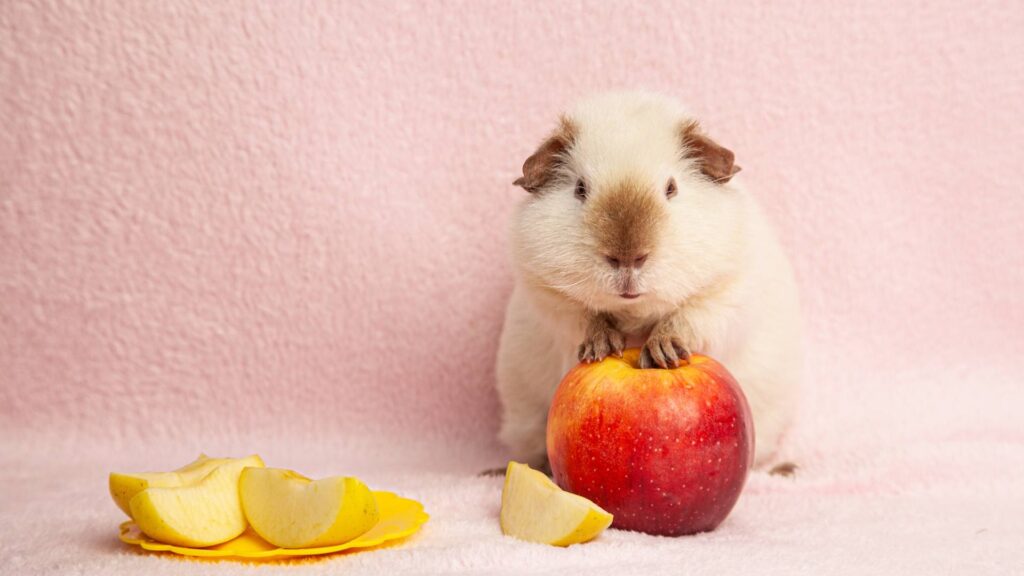 Hamster qui mange un pomme