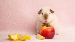 Hamster qui mange un pomme