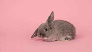 lapin