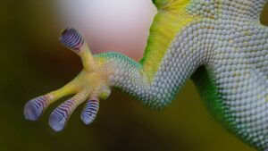 Reptile