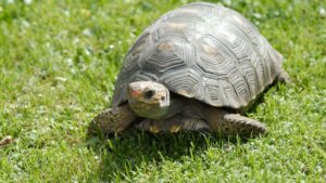 Tortue