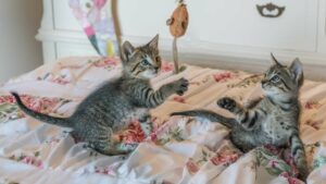 Socialisation d'un chat