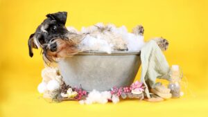 toilettage animaux