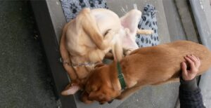 friandise chien