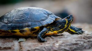 Tortue à tempes rouges