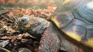 Tortue charbonnière