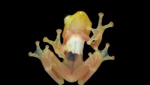 grenouille coqui