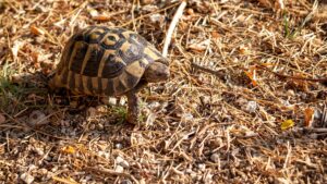 tortue de terre grecque